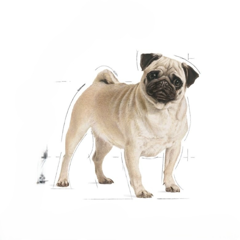 Mops